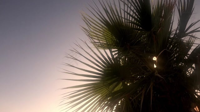 棕榈, 树, 树叶, 风, 自然, 植物