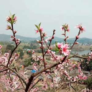 梅花高清大图