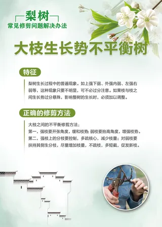 梨树常见修剪问题解决办法科普知识海报