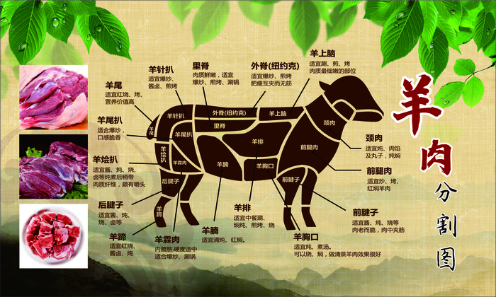 传统羊肉部位分割图海报cdr矢量模版下载