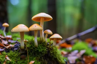 生长在苔藓的蘑菇摄影图