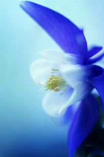 唯美蓝色鲜花高清摄影