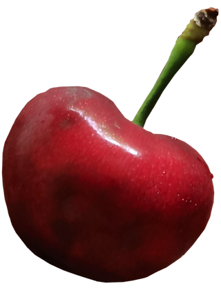 汉源大樱桃单个熟透大果免抠摄影元素