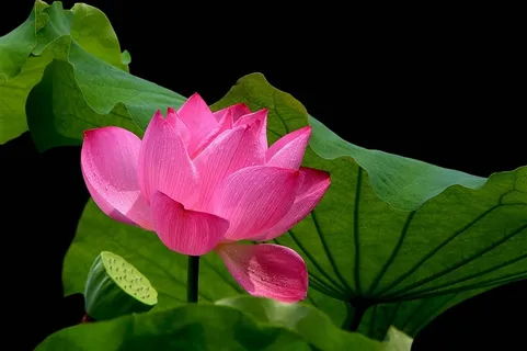 雨后娇艳的荷花图片