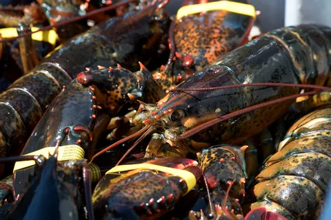 高清龙虾小龙虾