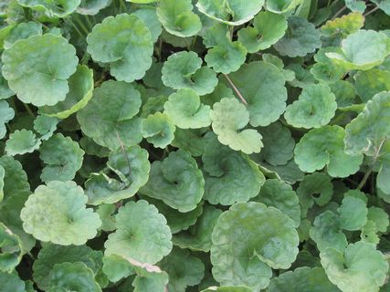 瓜叶高清图片下载