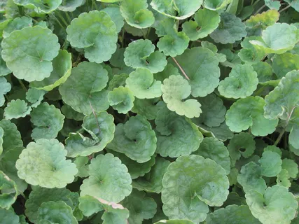 瓜叶高清图片下载 瓜叶高清图片下载