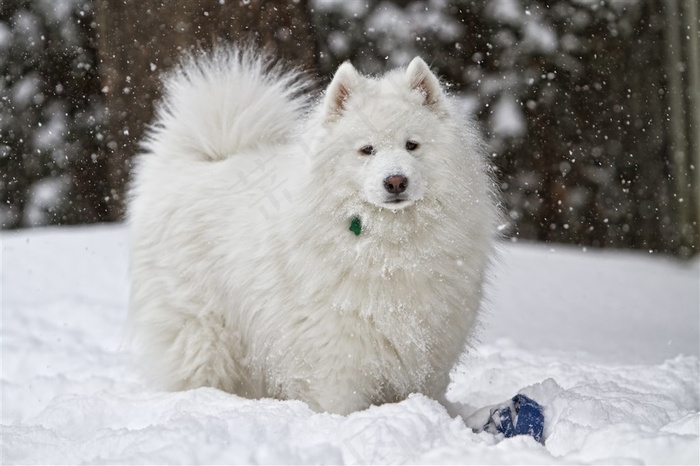 雪地里小狗狗高清图片