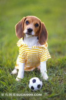 可爱小狗摄影图片狗狗图片