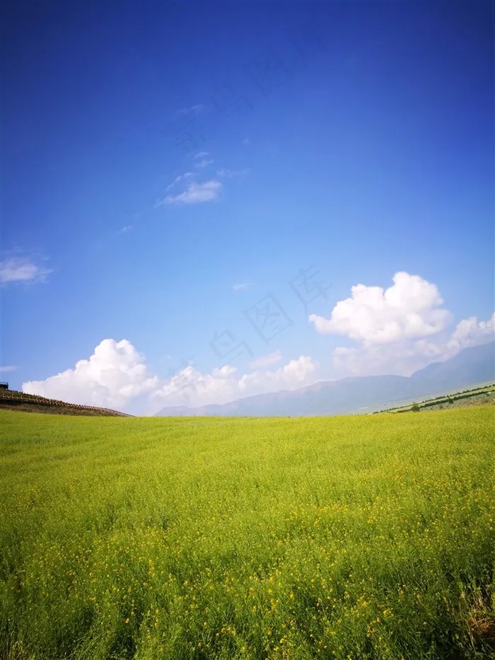 蓝天油菜花海