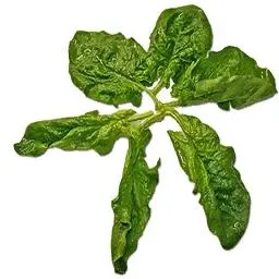 菠菜免抠(256x256)