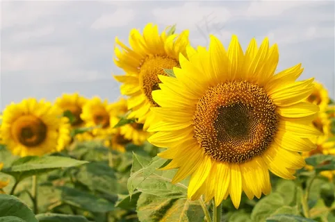田野向日葵图片 田野向日葵图片