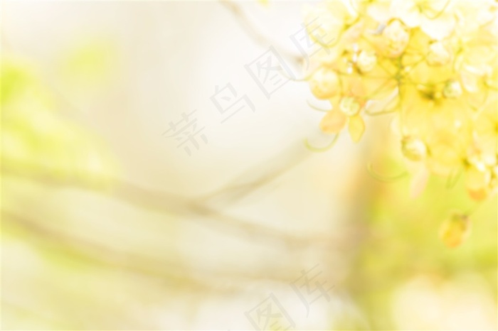 缤纷多彩的各种鲜花高清图片素材