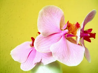 唯美兰花高清图片