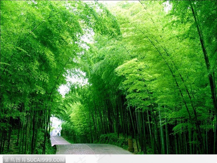 路边密布的竹叶