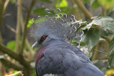 维多利亚凤冠鸠特写图片