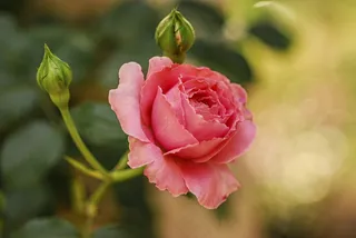 一朵粉玫瑰花图片