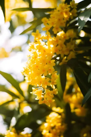 桂花黄色树叶质感背景