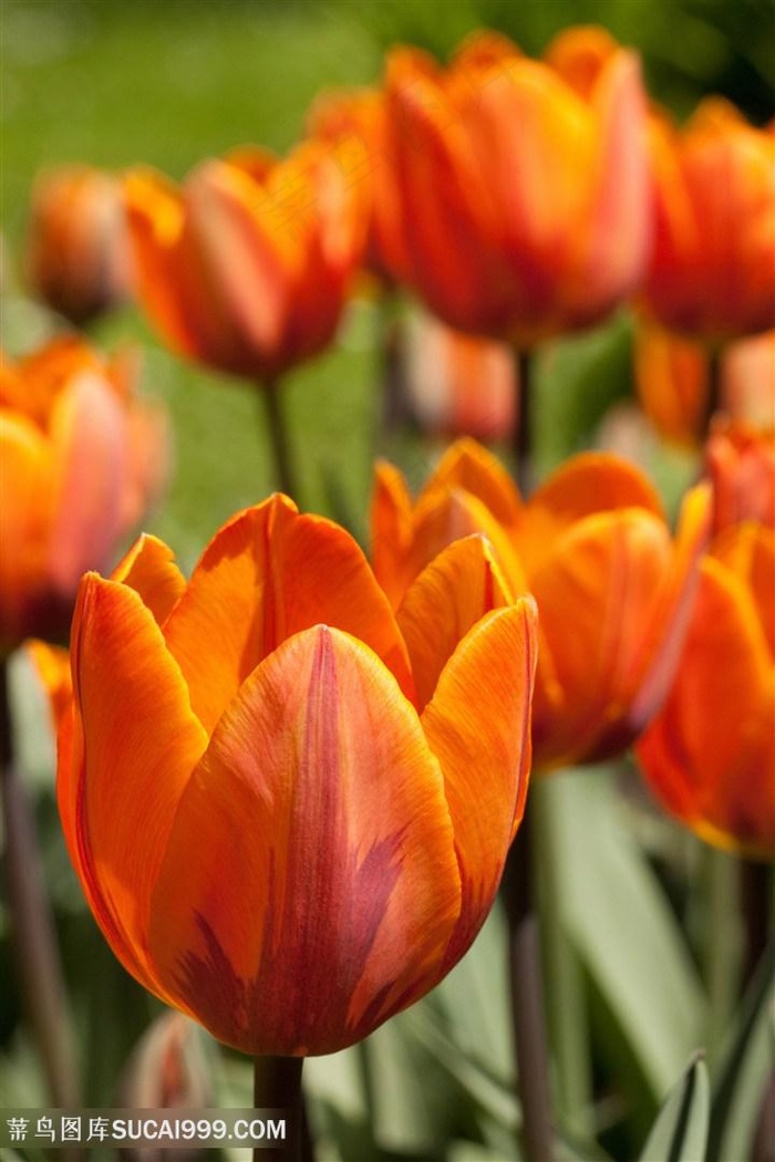 高清黄色郁金香特写图片