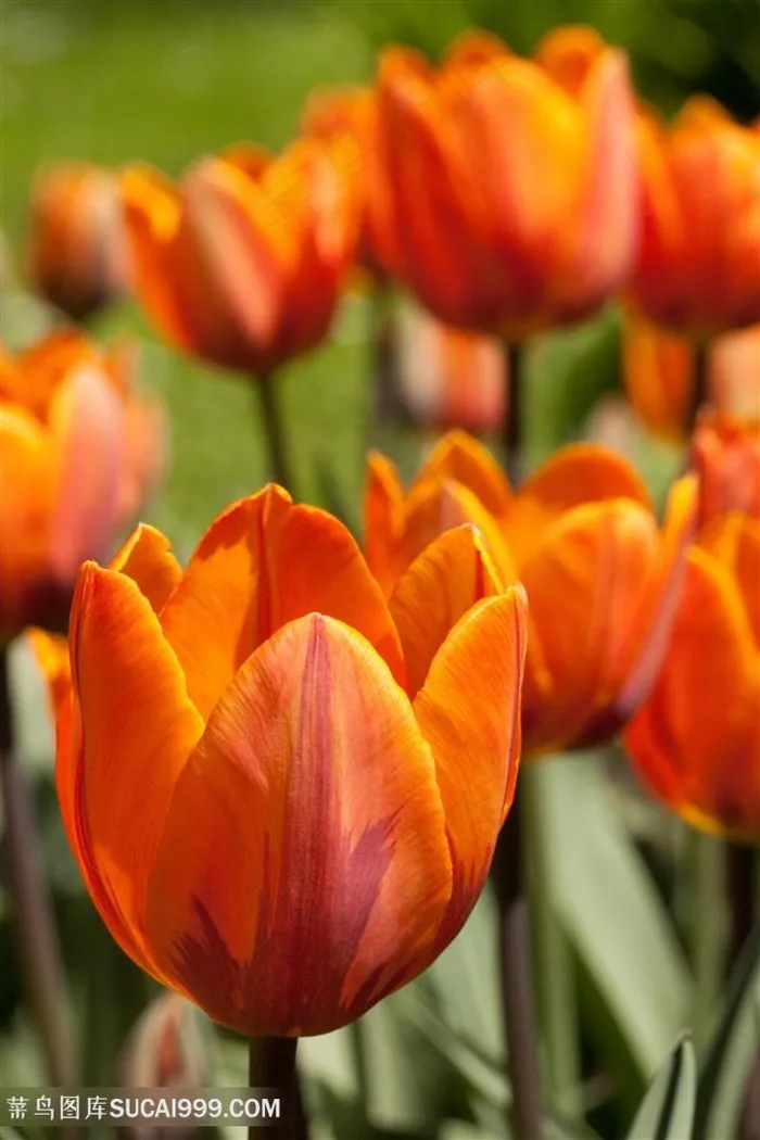 高清黄色郁金香特写图片