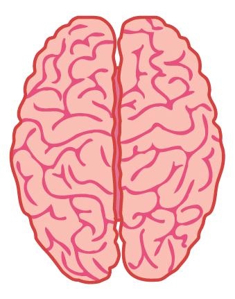 大脑 PNG免抠(339x431)