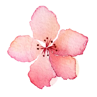 粉色简约风手绘鲜花花朵水墨画PNG素材图片 (103)