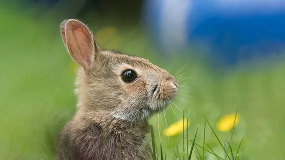 白色可爱兔子摄影素材