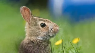 白色可爱兔子摄影素材