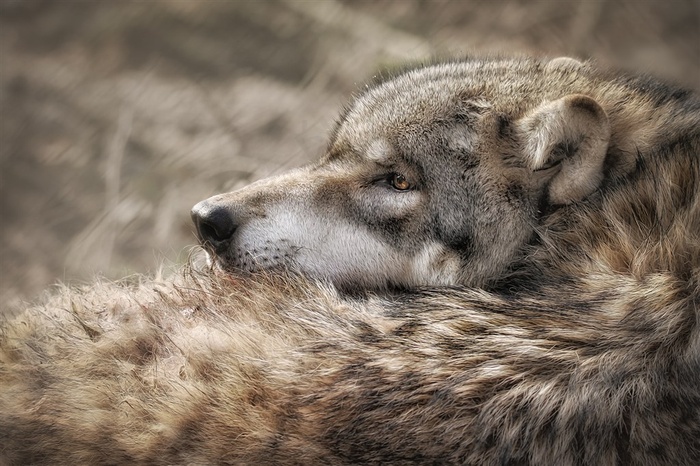 卷缩的豺狼图片
