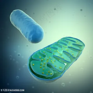 细菌病毒医学微生物高清图