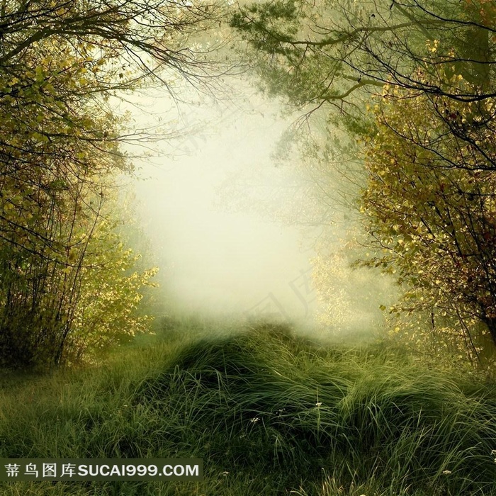梦幻森林背景图片