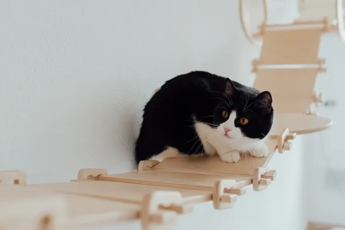 可爱猫咪猫猫摄影素材