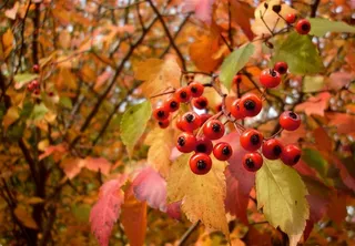 树上的红色浆果