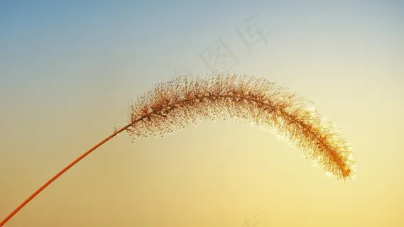 秋天狗尾巴草 秋天狗尾巴草