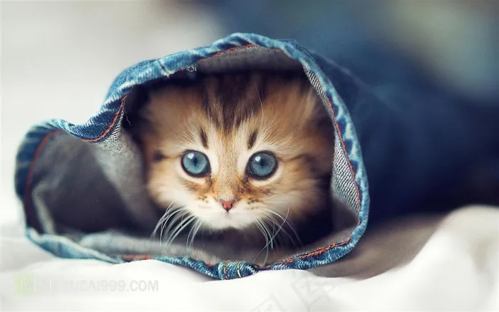 躲在裤腿里卖萌的猫咪正面图片
