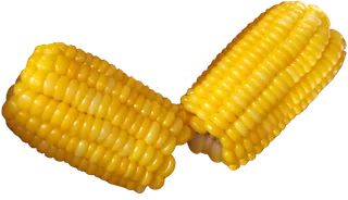 金黄色两根斜放水煮玉米免抠实拍摄影元素