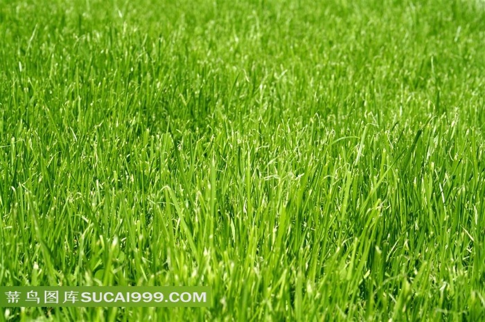 绿色草地高清图片