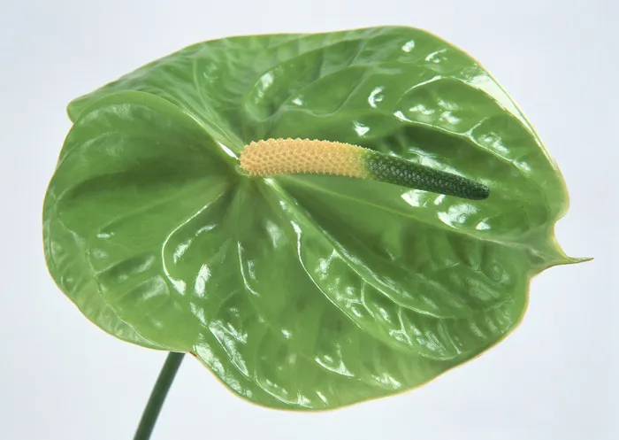 花朵绿色的花儿