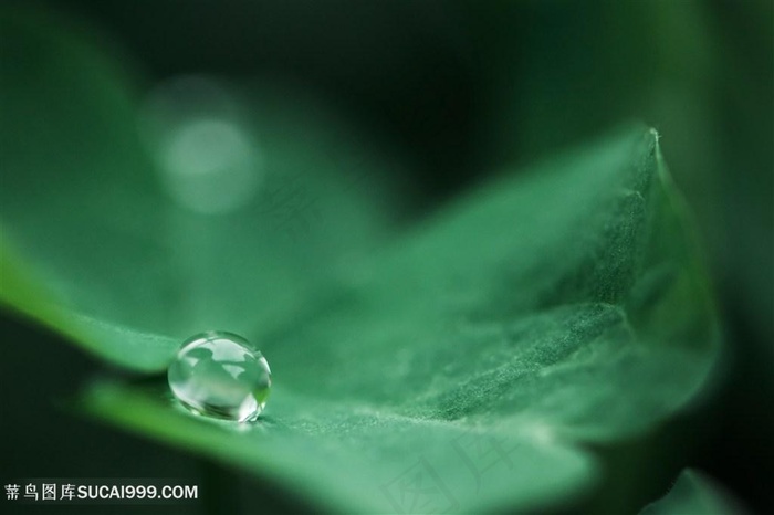 雨天落在三叶草上的水滴