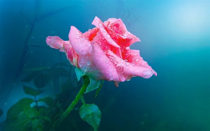 各种颜色的玫瑰花写真图