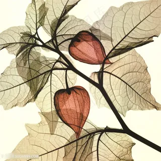 透明花静物树叶树枝高清装饰画 透明花静物树叶树枝高清装饰画