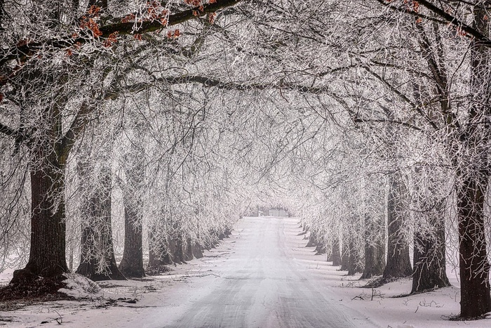 冬天白色背景风景大树