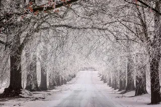 冬天白色背景风景大树