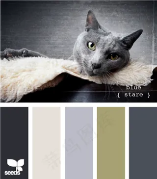 动物配色色卡色彩搭配