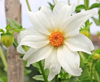 唯美鲜花兰花图片