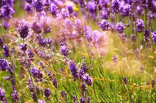 阳光下灿烂薰衣草图片