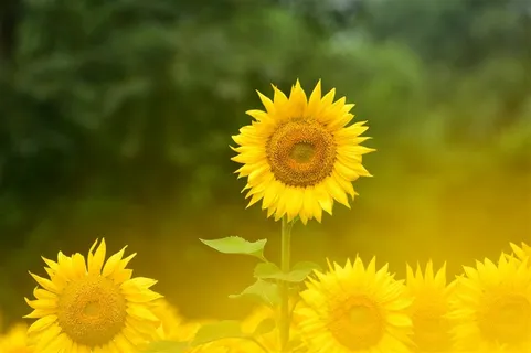 生机勃勃的向日葵图片 生机勃勃的向日葵图片