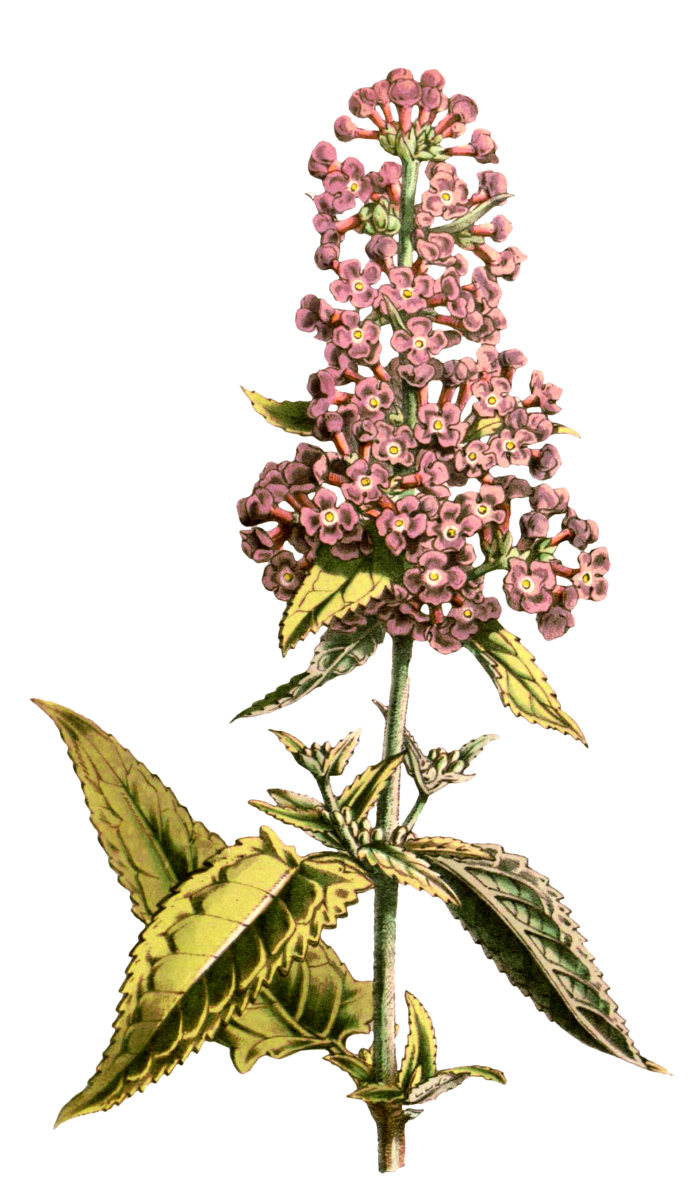 复古手绘植物花卉玫瑰花PNG免扣图案高清图片PS设计素材图