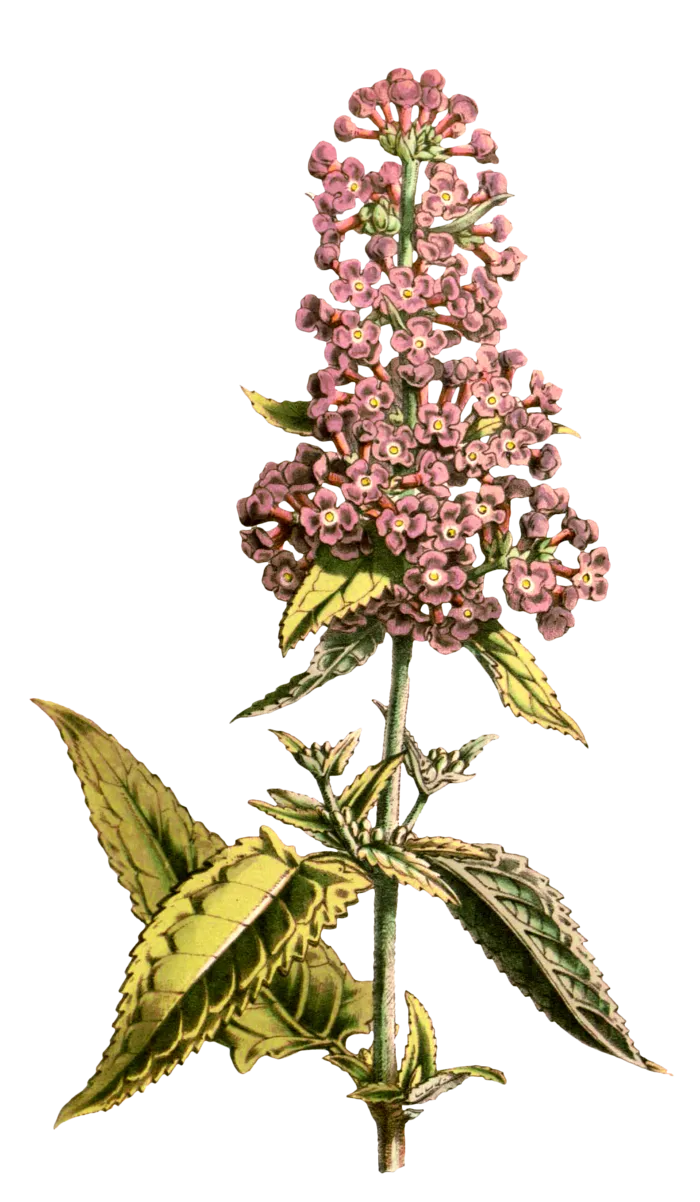 复古手绘植物花卉玫瑰花PNG免扣图案高清图片PS设计素材图