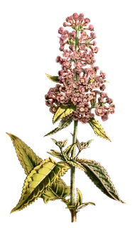 复古手绘植物花卉玫瑰花PNG免扣图案高清图片PS设计素材图